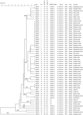 Native circulating Brucella melitensis lineages causing a brucellosis epidemic in Qinghai, China